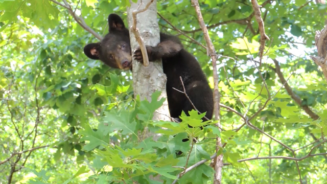 A bear cub in a tree.